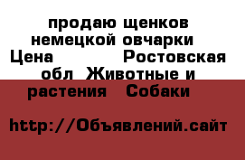 продаю щенков немецкой овчарки › Цена ­ 4 500 - Ростовская обл. Животные и растения » Собаки   